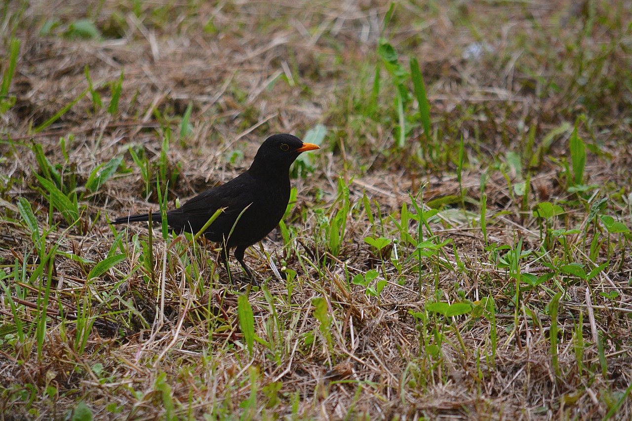 merle bird animals free photo