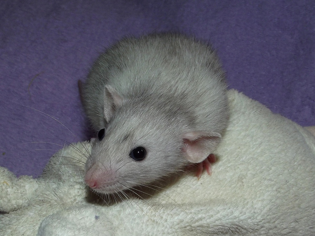 merle rat dumbo free photo