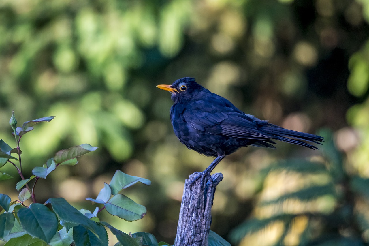 merle bird nature free photo