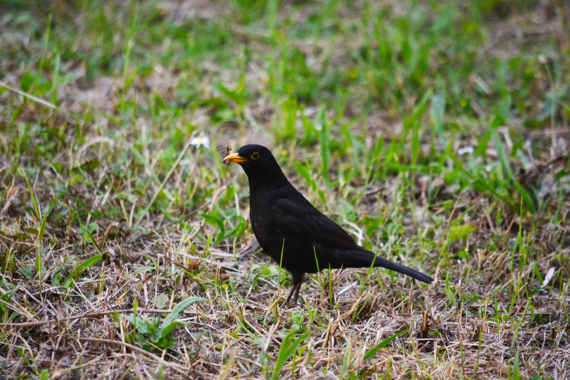 bird blackbird ornithology free photo