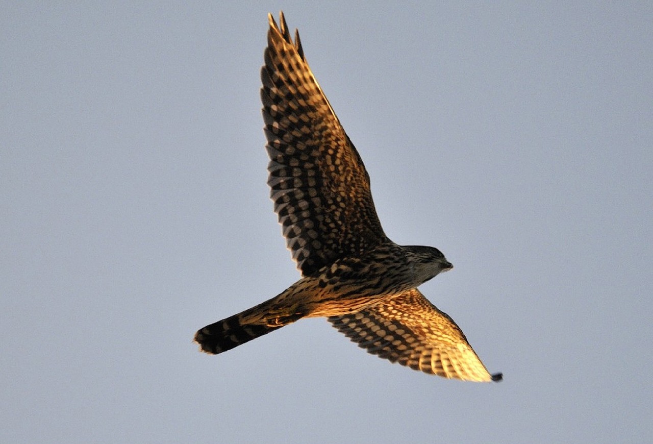 merlin falcon raptor free photo