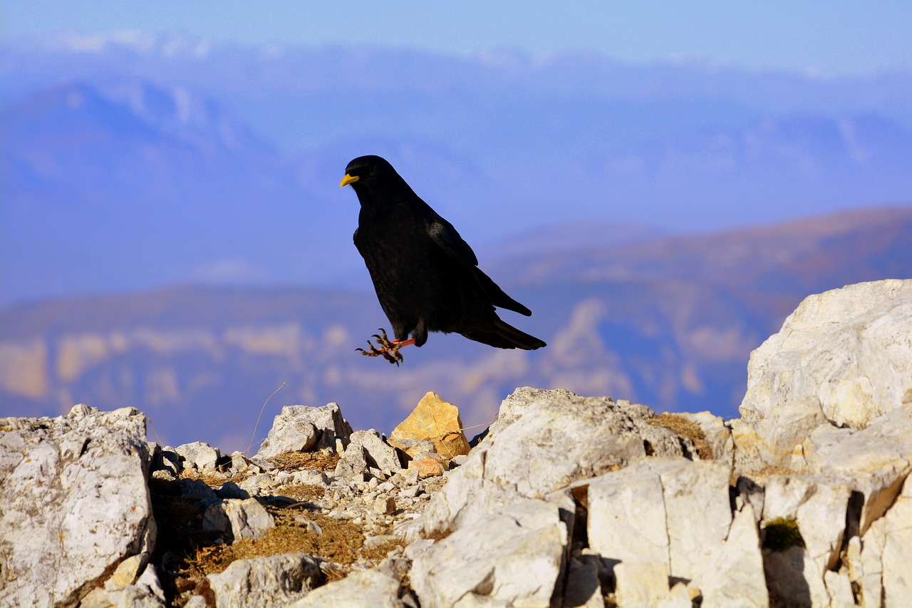 merlo bird mountain free photo