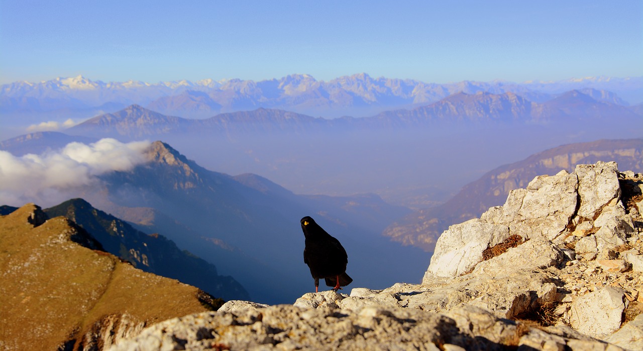 merlo bird mountain free photo