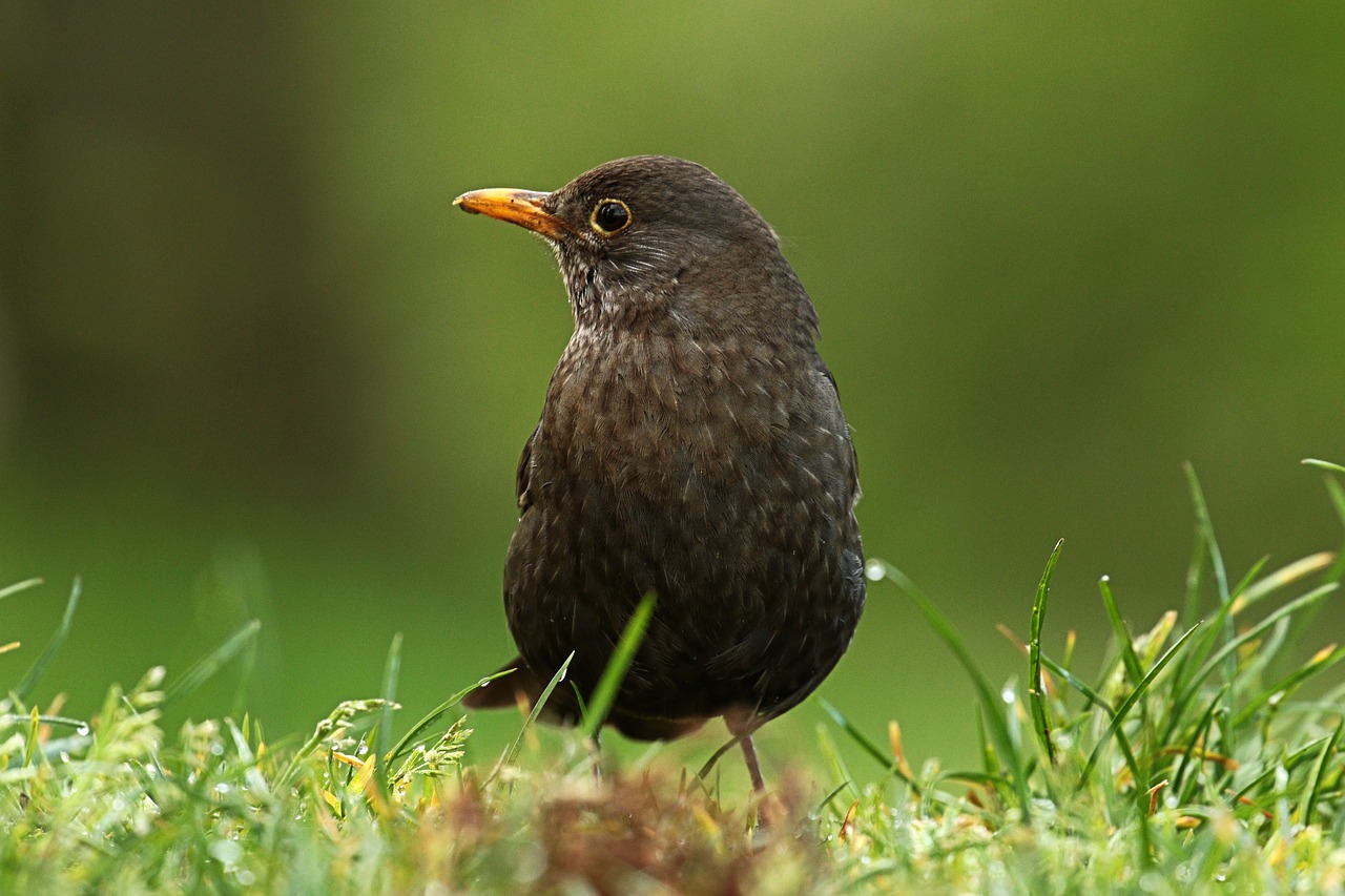 merlo  female  bird free photo