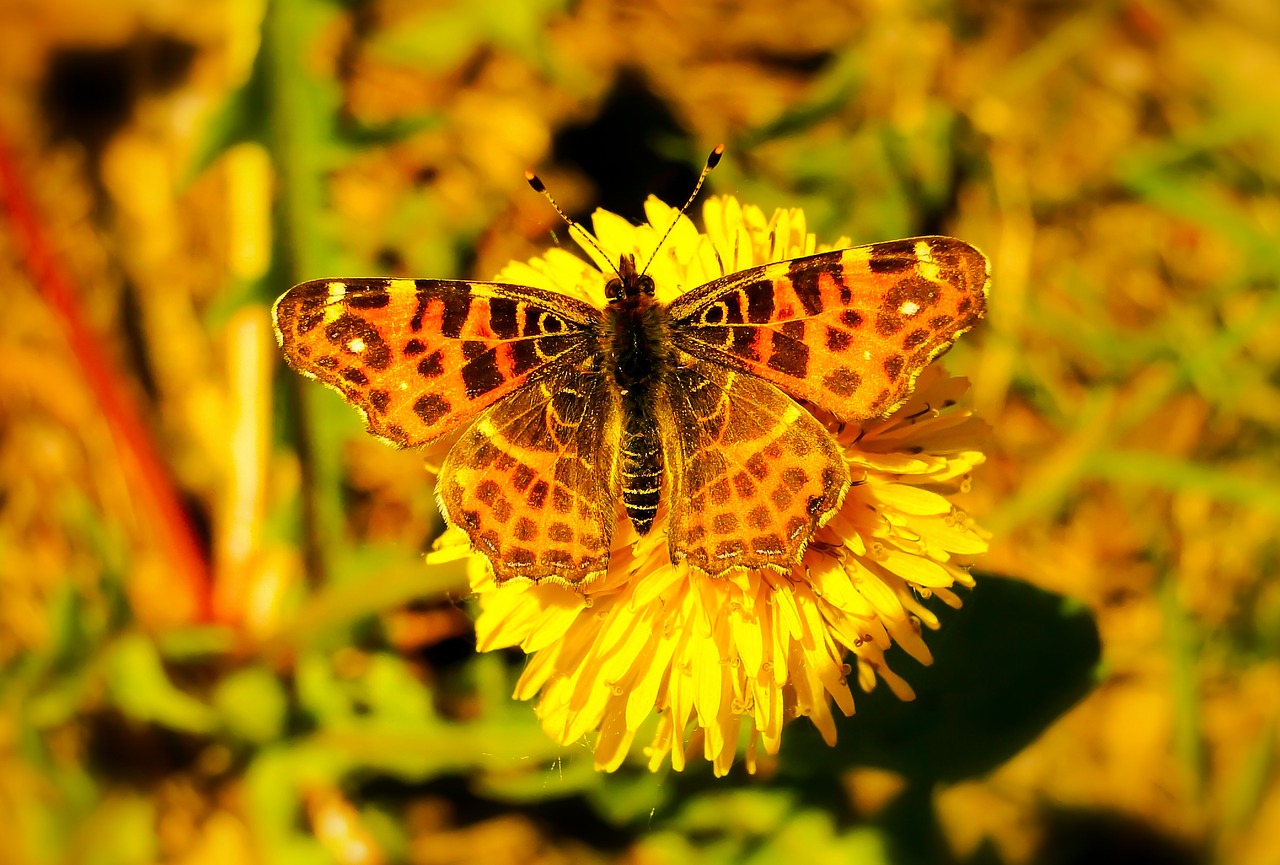 mermaid kratkowiec  form spring  butterfly day free photo