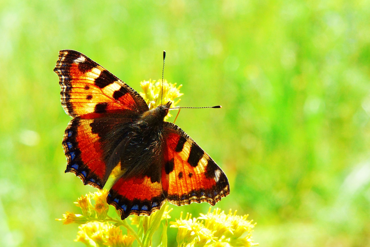 mermaid pokrzywnik  butterfly day  insect free photo