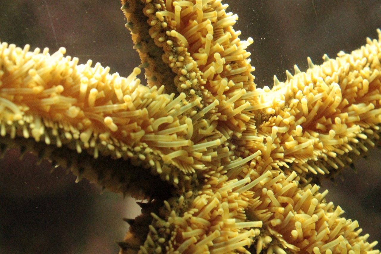 mermaid starfish water under water free photo