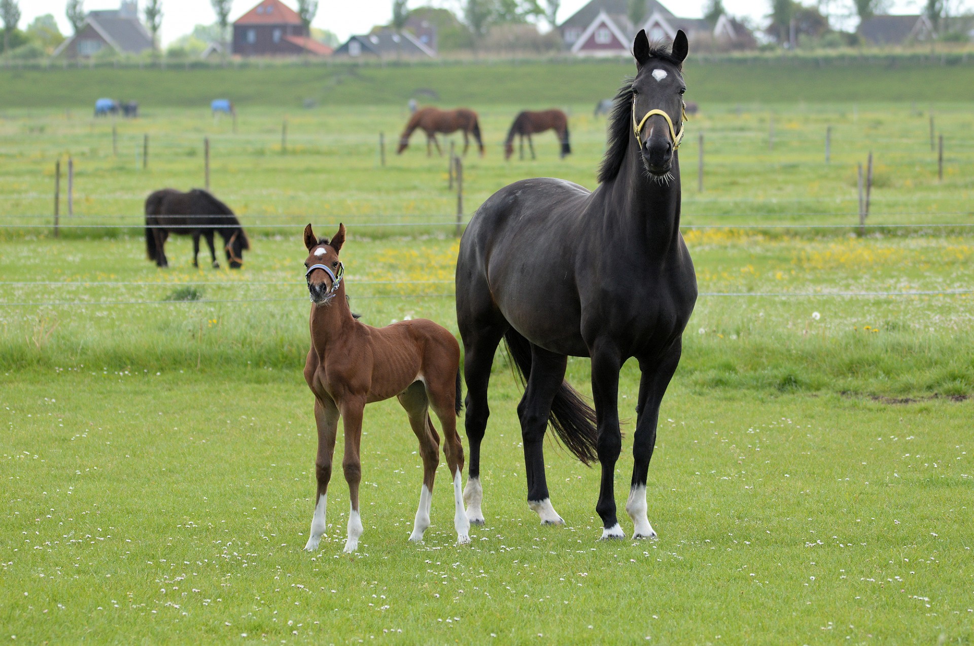 horse merry foal free photo