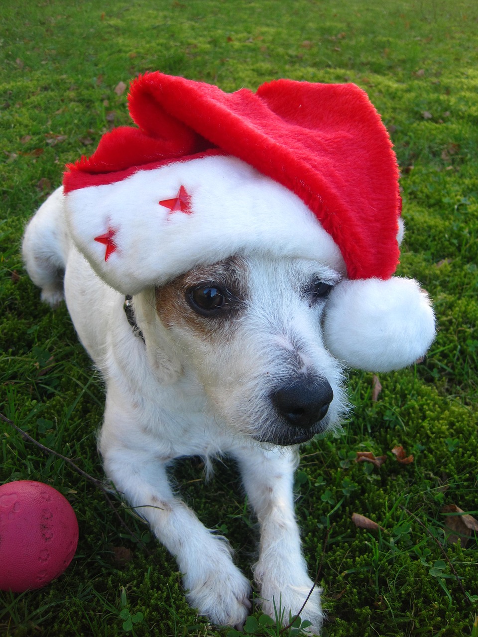 merry christmas jack russel terrier christmas dog free photo
