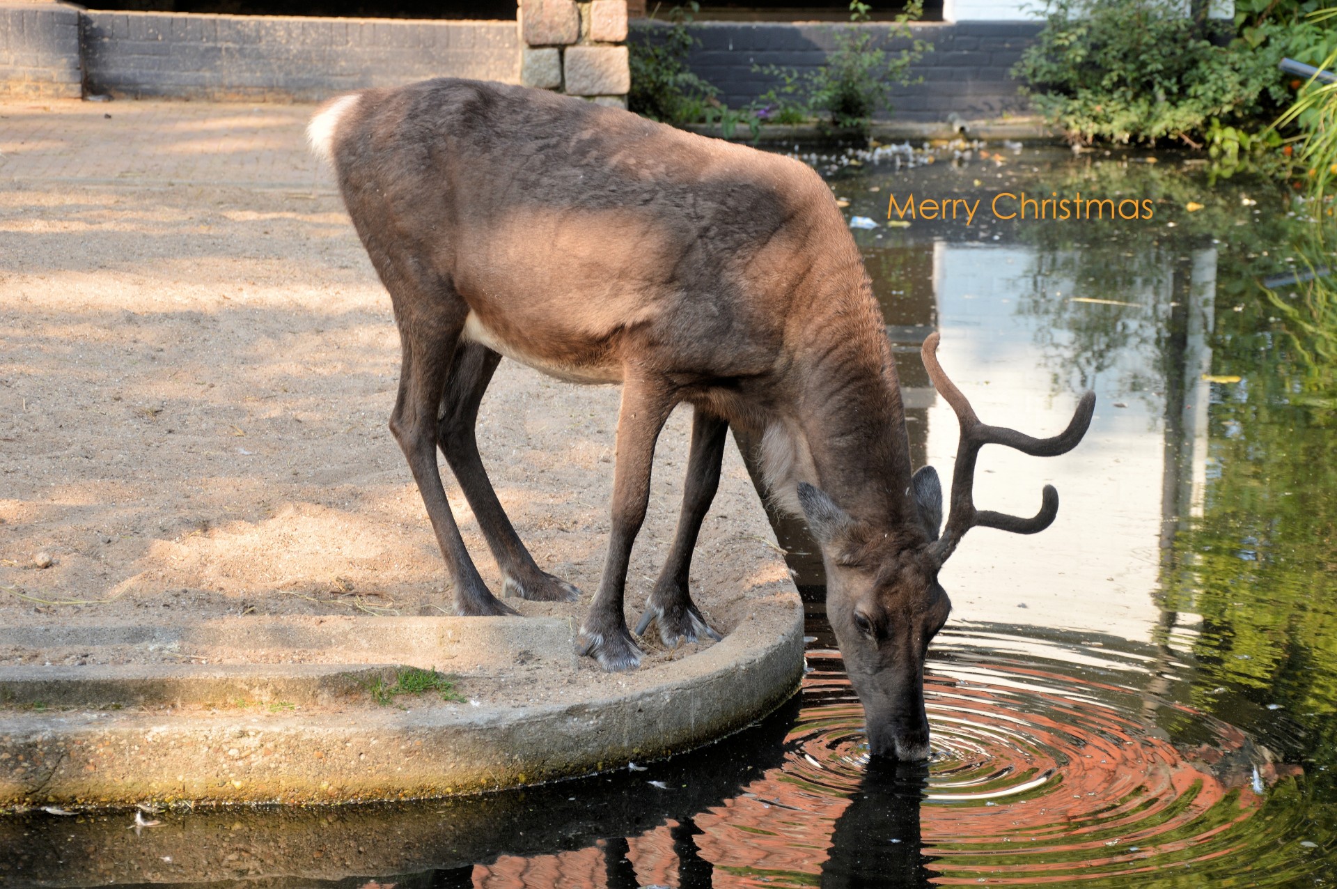 christmas reindeer card free photo