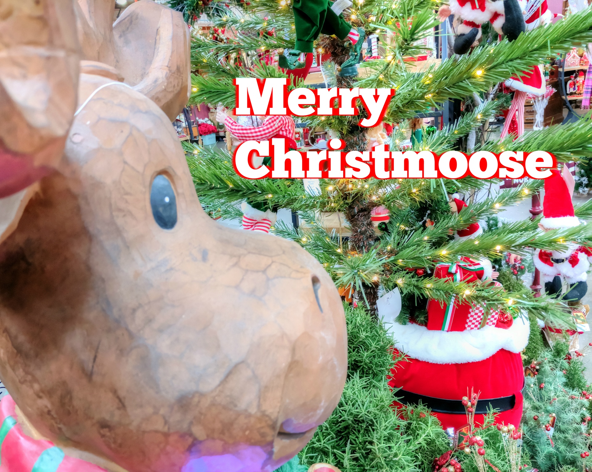 christmas xmas moose free photo