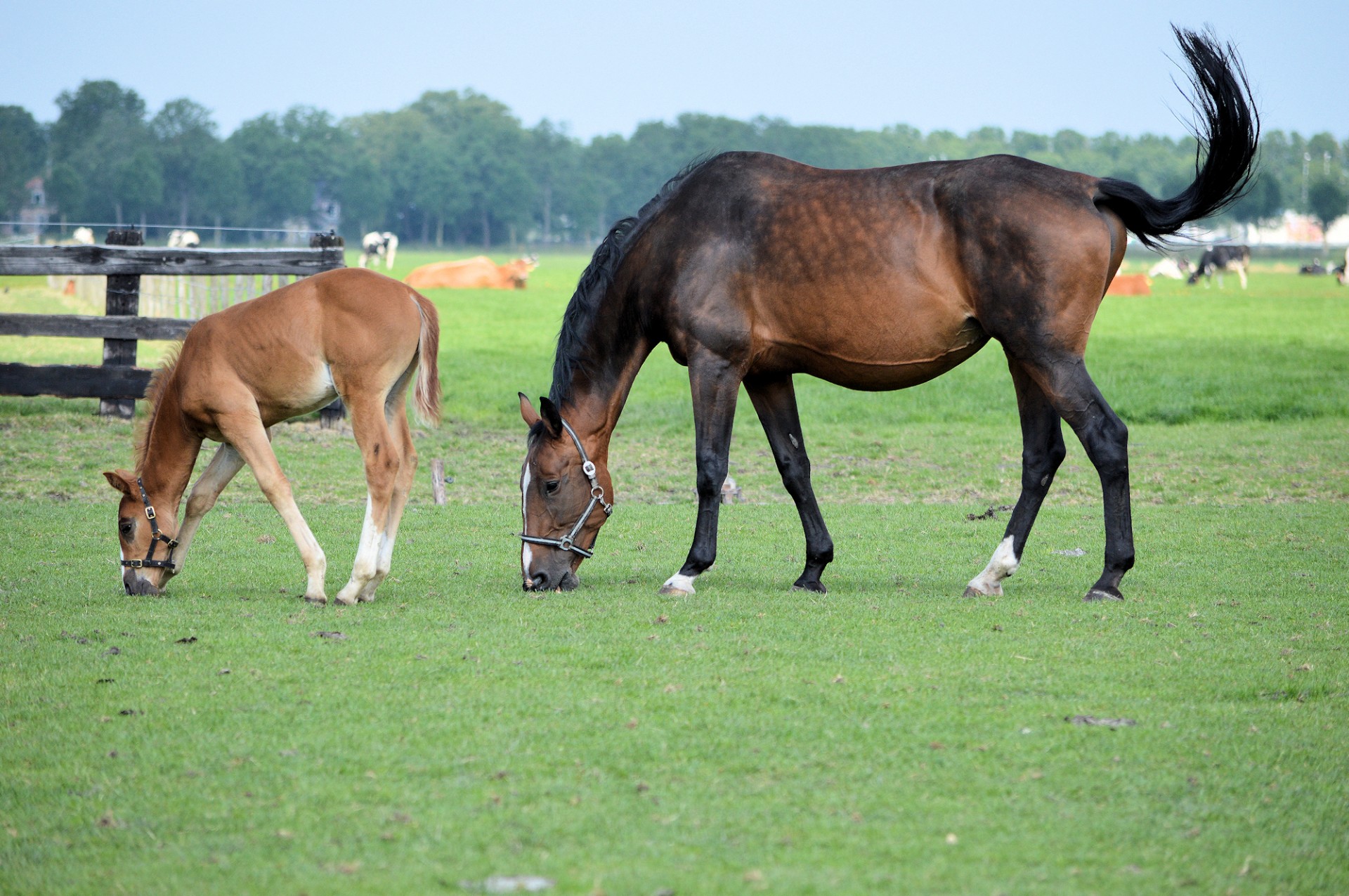 horse pasture grazing free photo