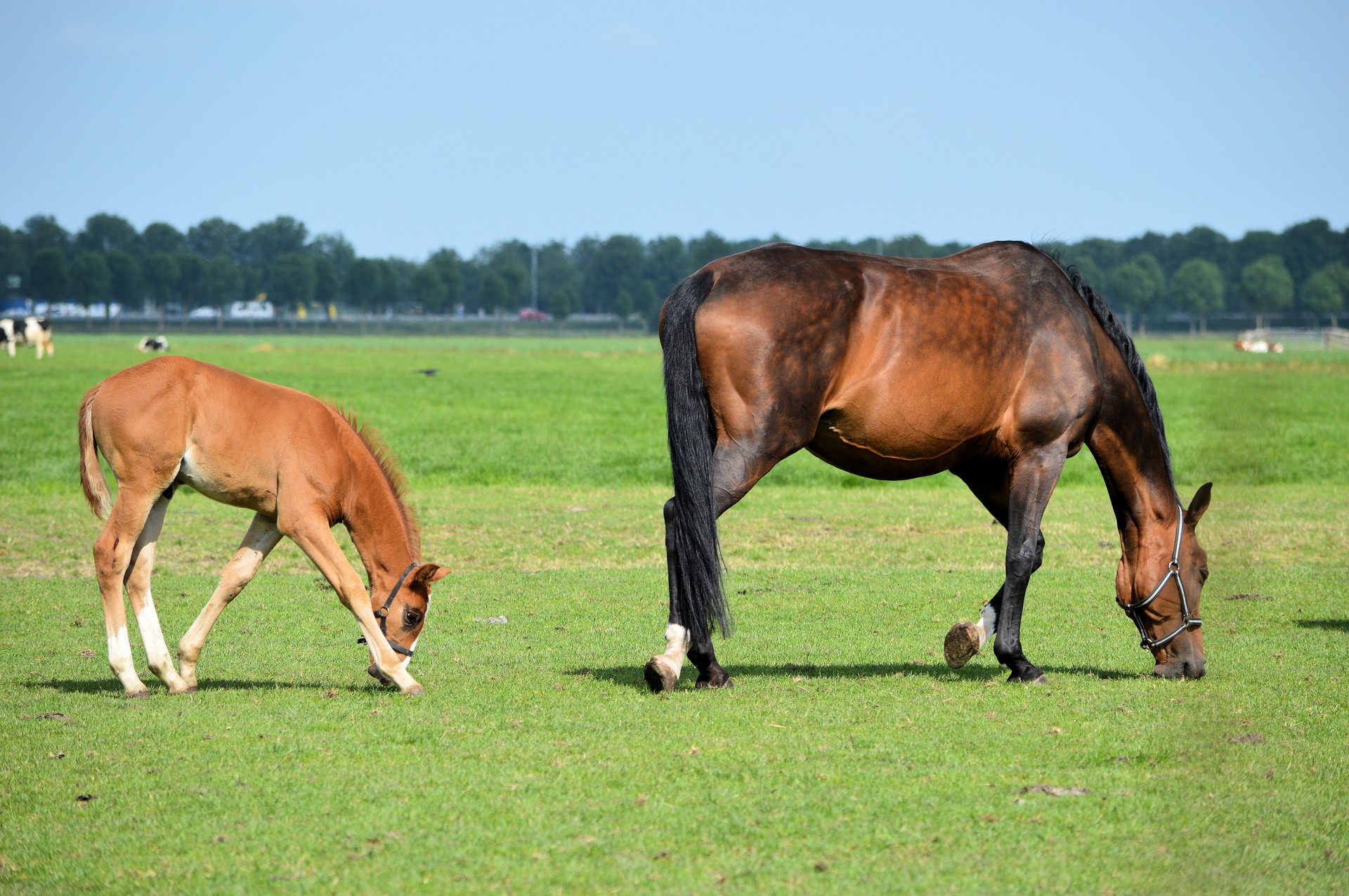 merry colt equestrian free photo