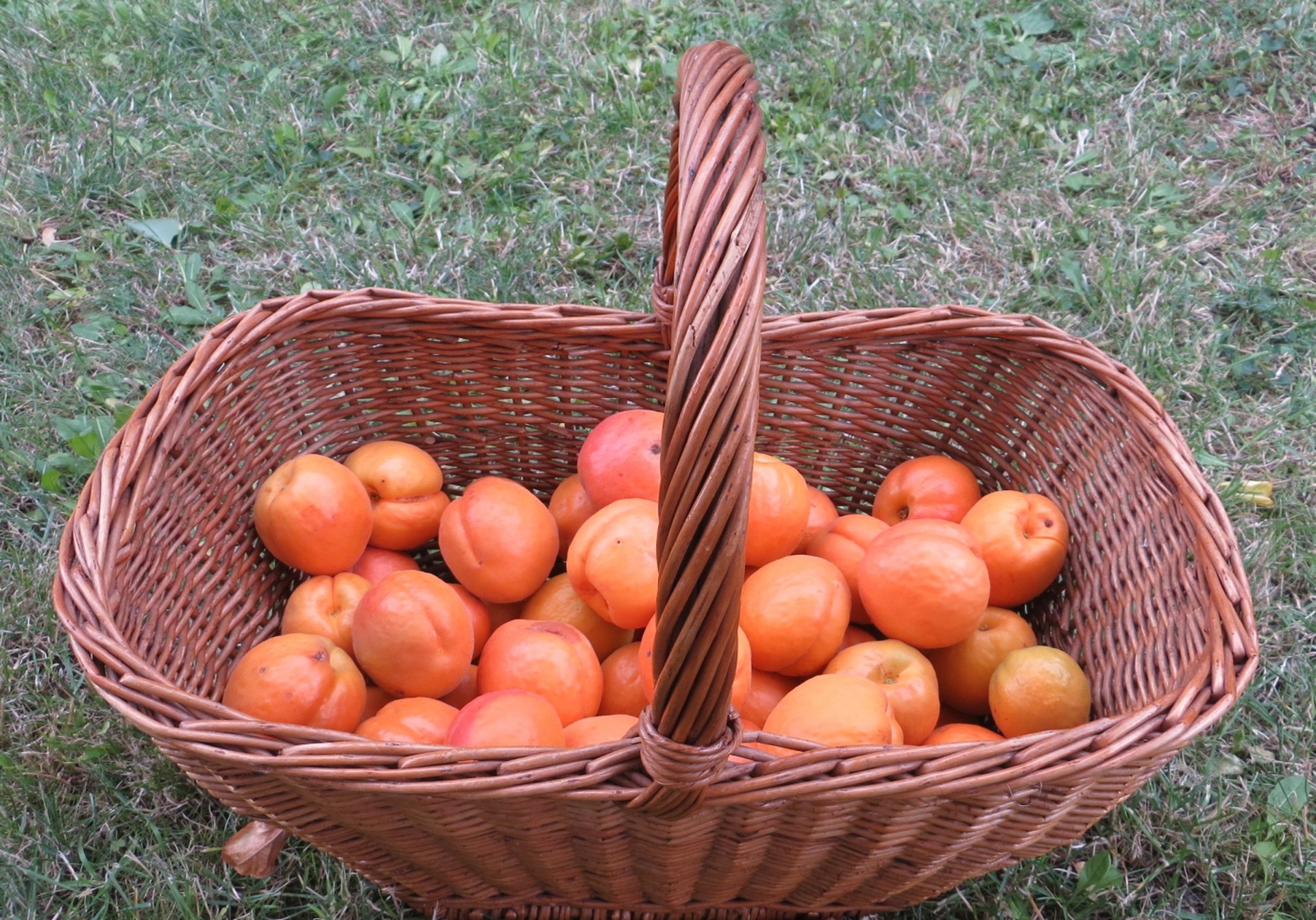 fruits apricots basket free photo