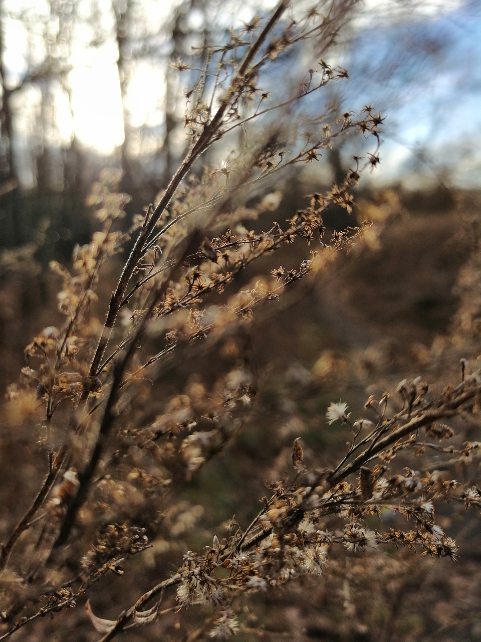 merzse  plant  forest free photo