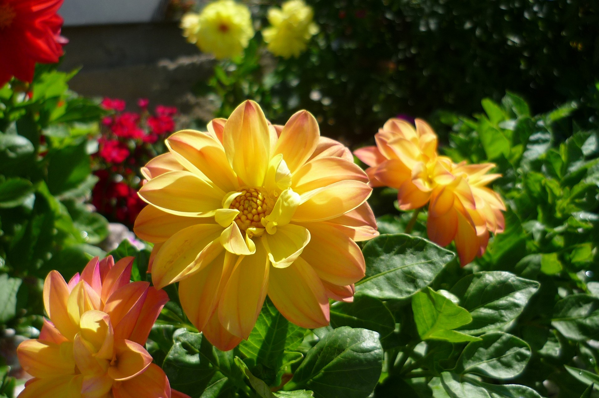 flowers dahlias yellow free photo