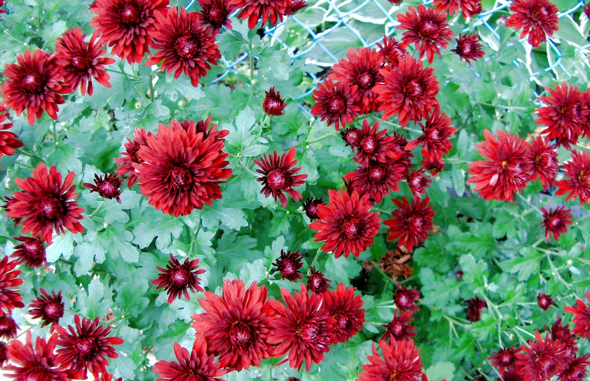 flowers dahlias red free photo