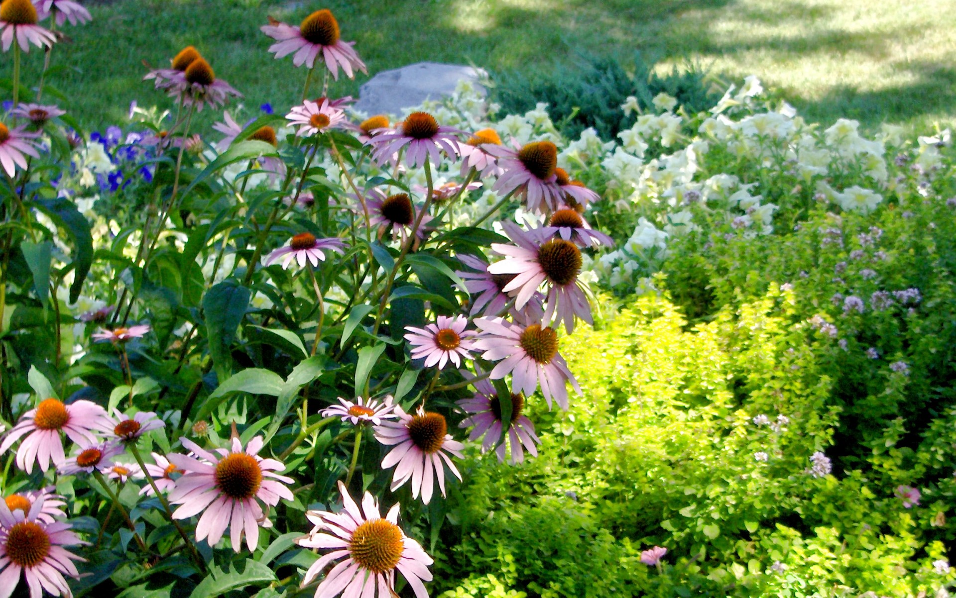 flowers nature flowerbed free photo