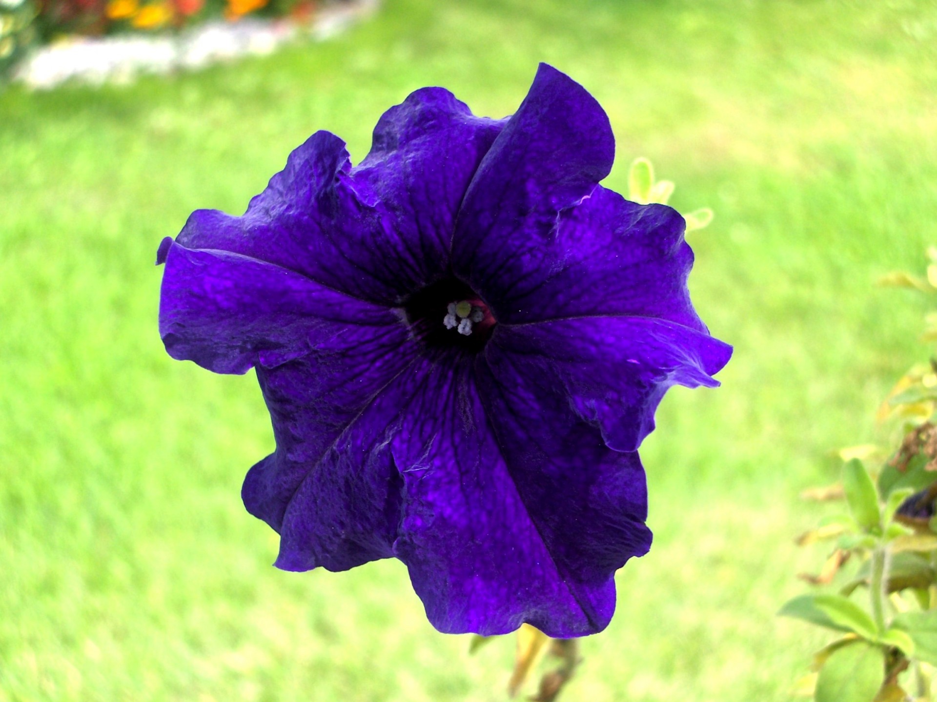 flower petunia blue free photo
