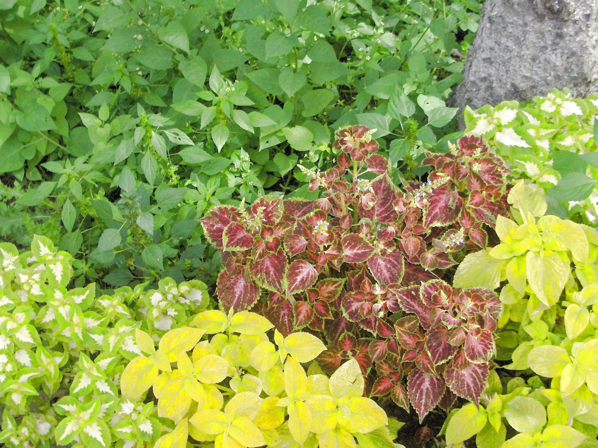 coleus plant flowerbed free photo