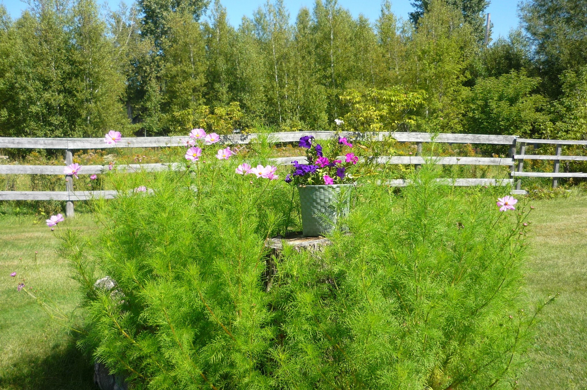 flowers cosmos petunias free photo