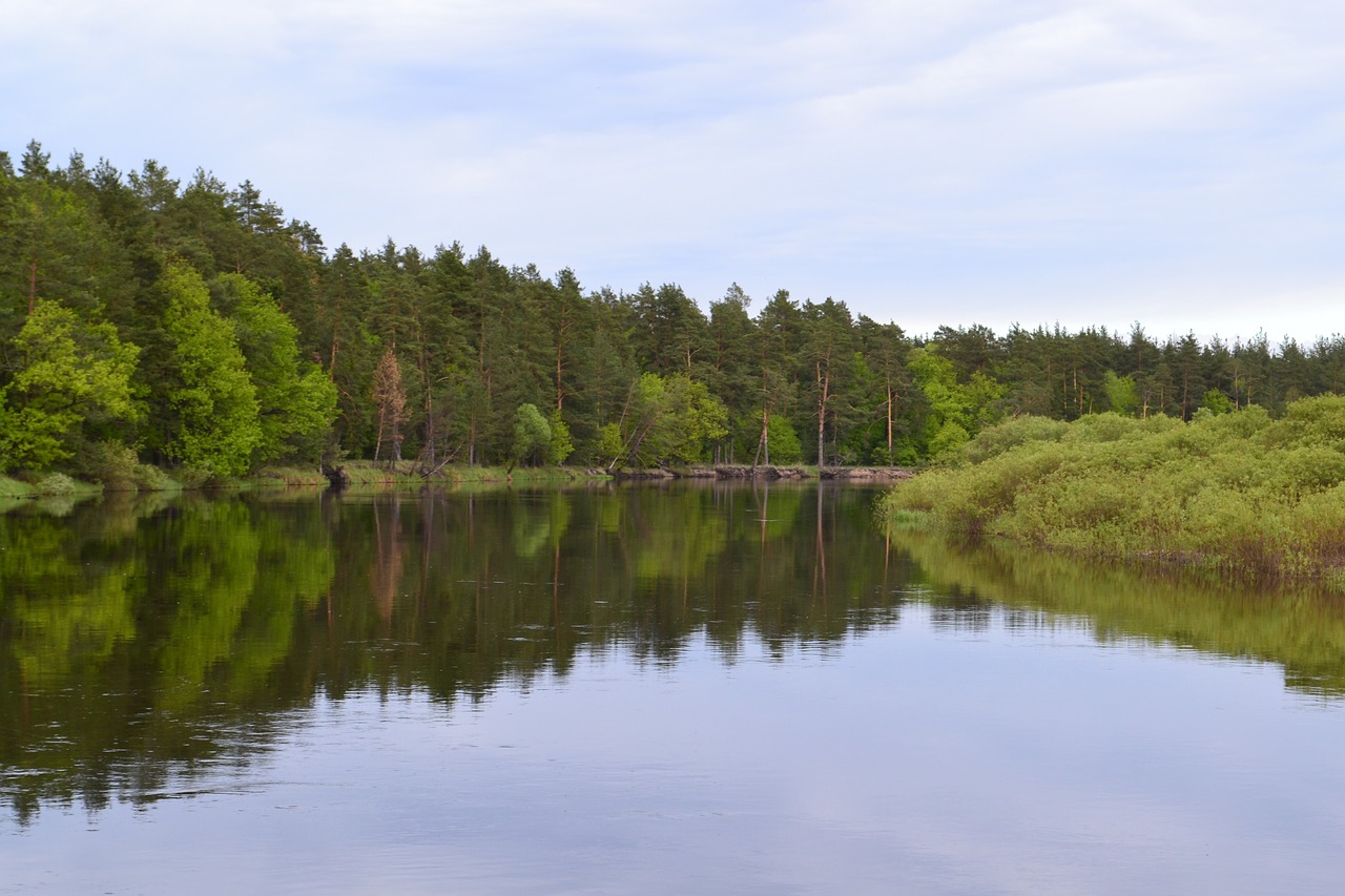 meschera forest river free photo