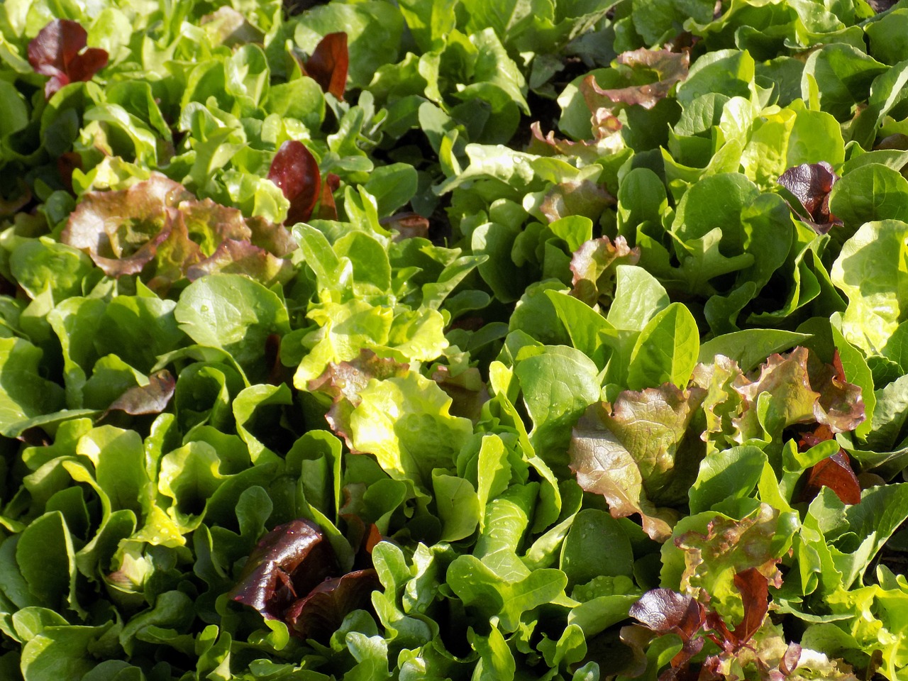 mesclun lettuce mix free photo