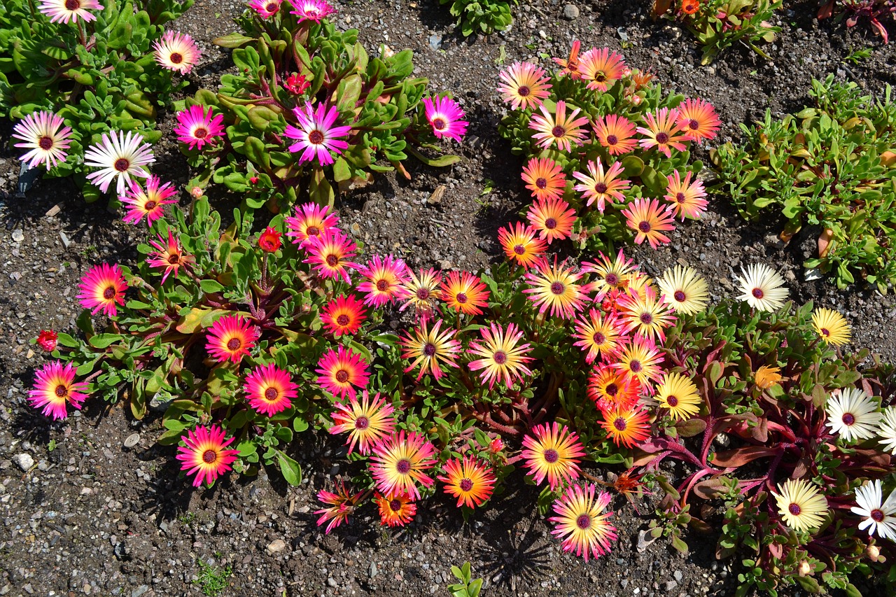 mesembryanthemum flowers memsies free photo