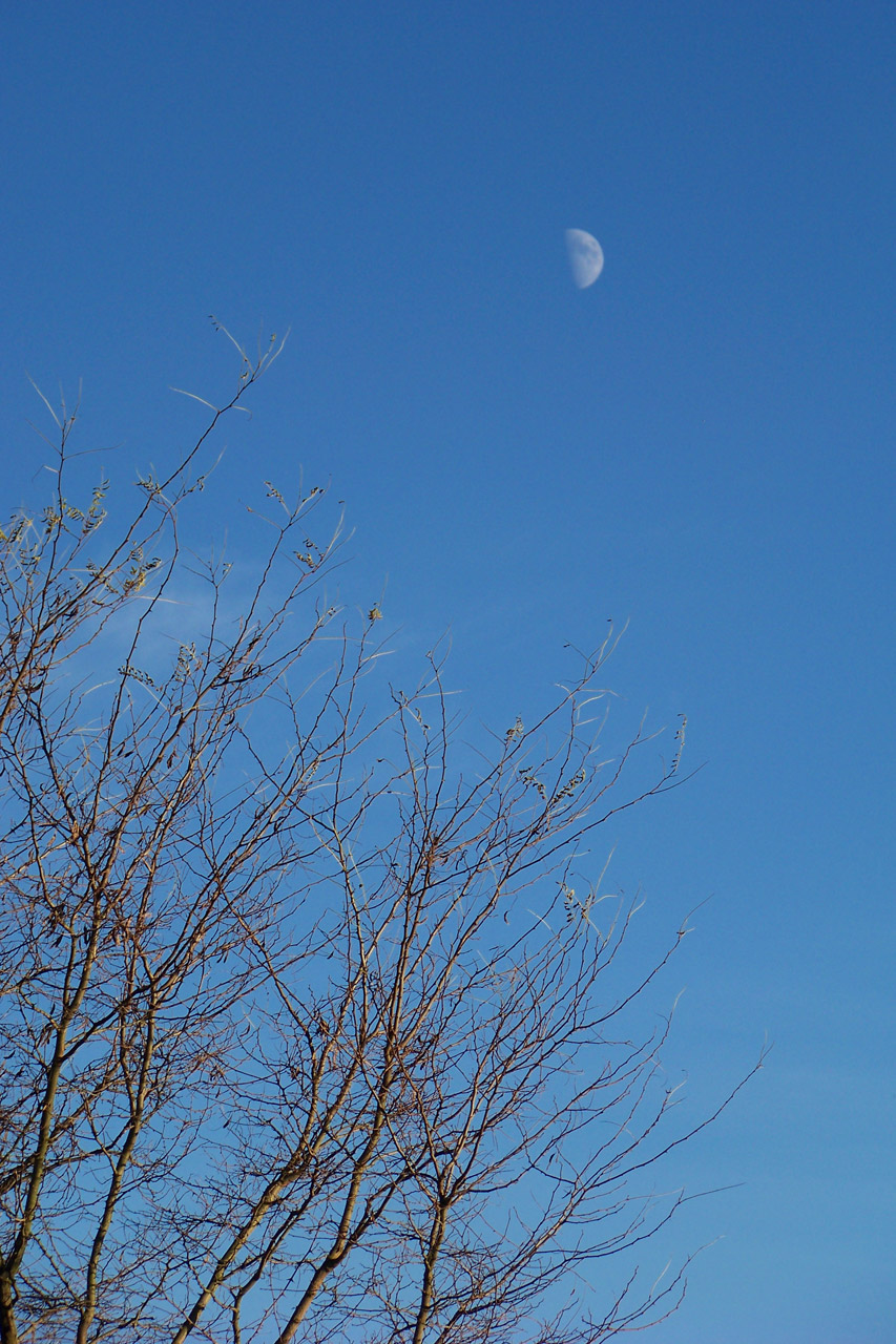 moon tree sky free photo