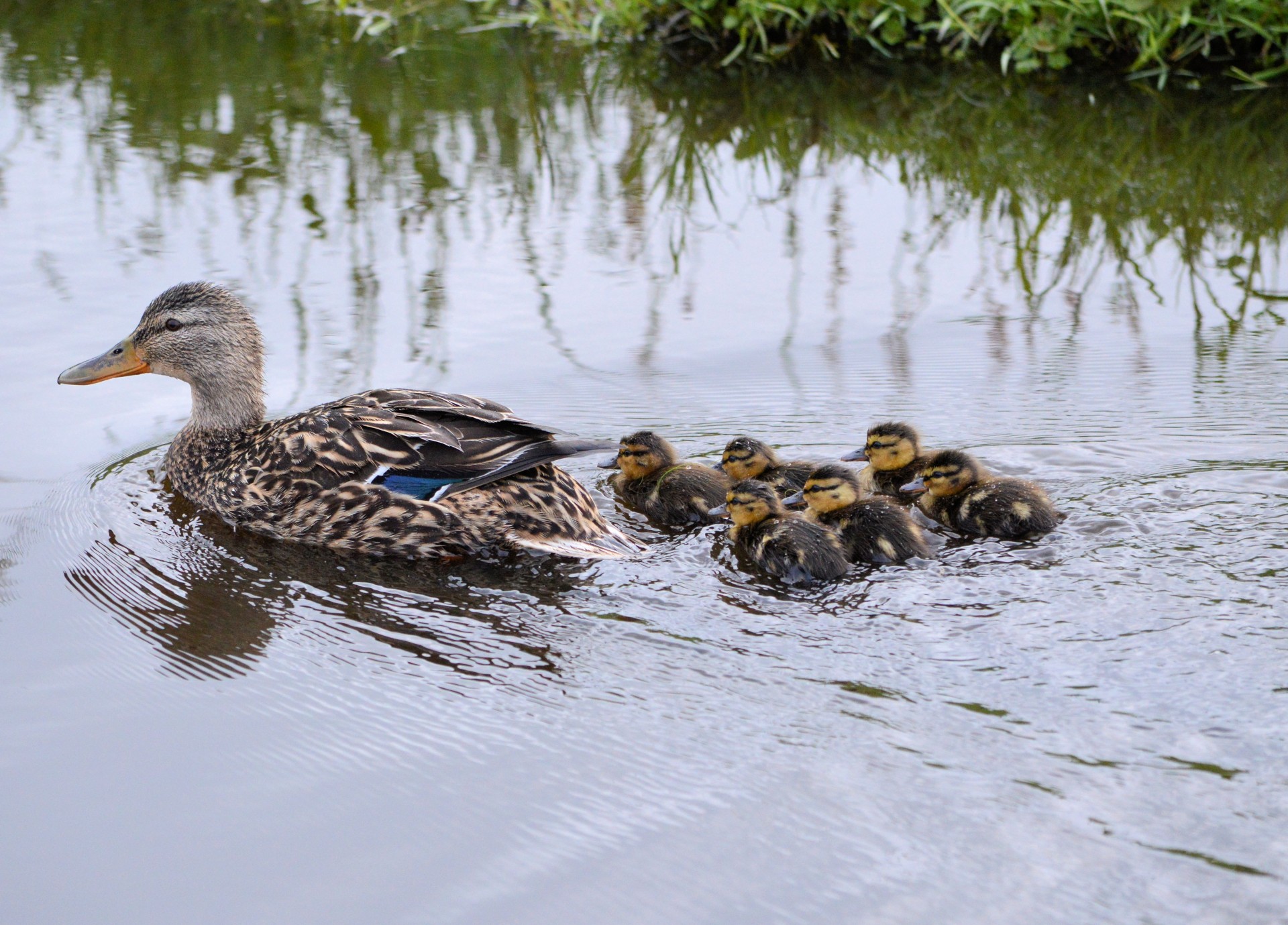 duck ditch ducklings free photo