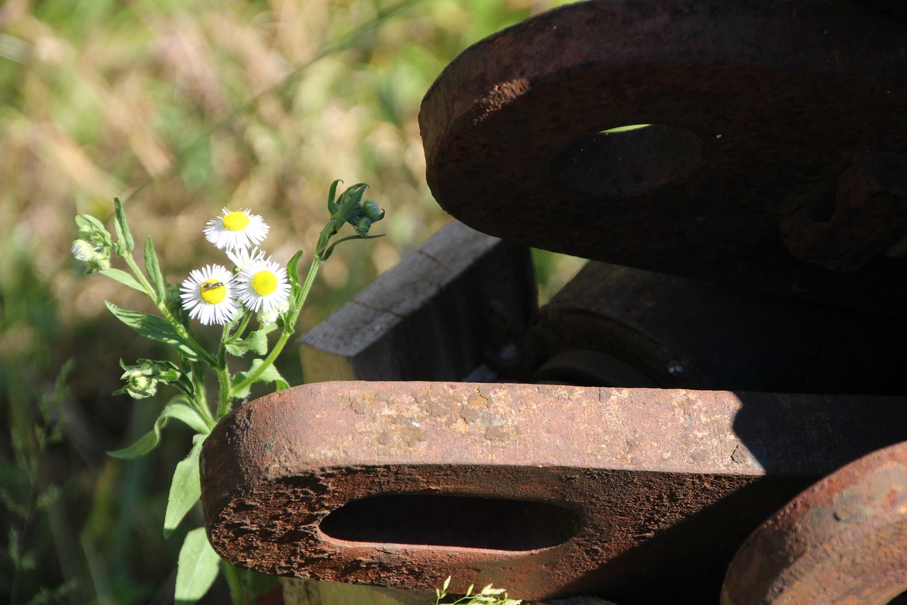 metal flower rusted free photo