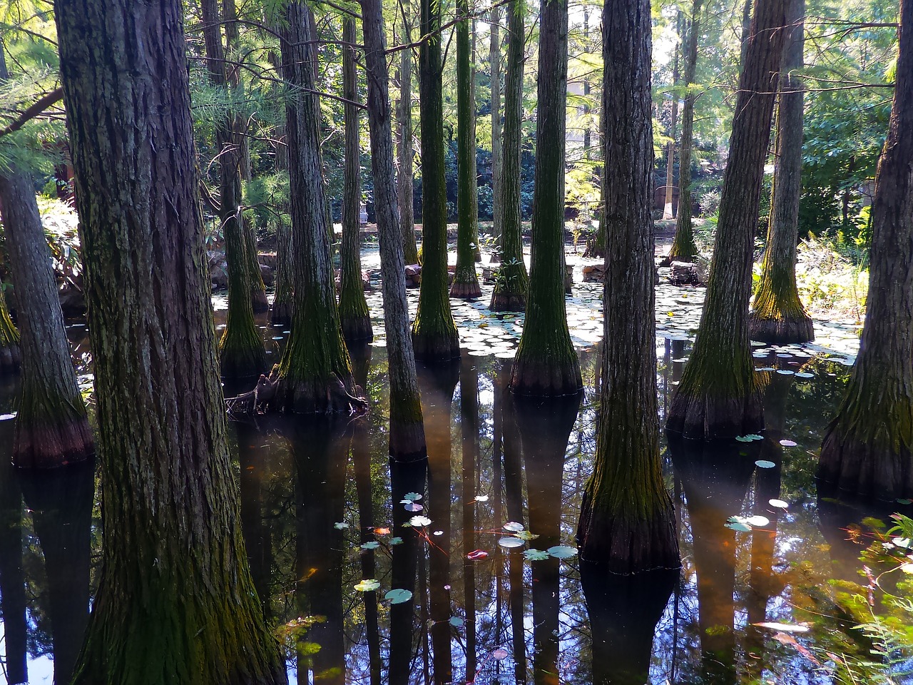 metasequoia serenity forest free photo