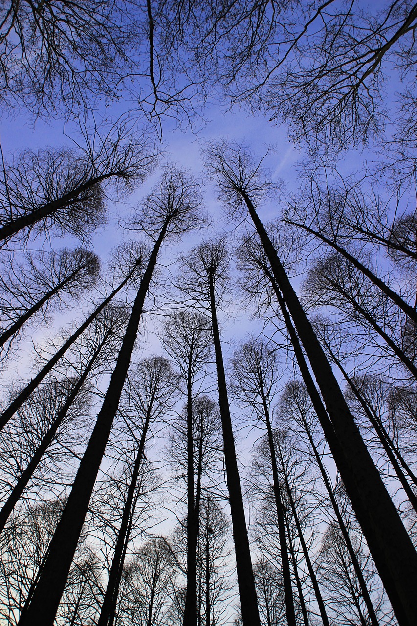 metasequoia tree sky free photo