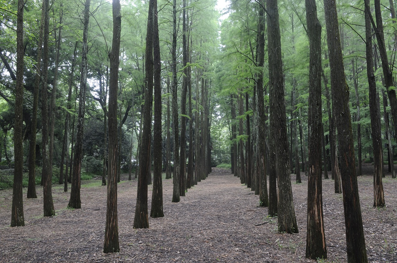 metasequoia forest natural plant free photo