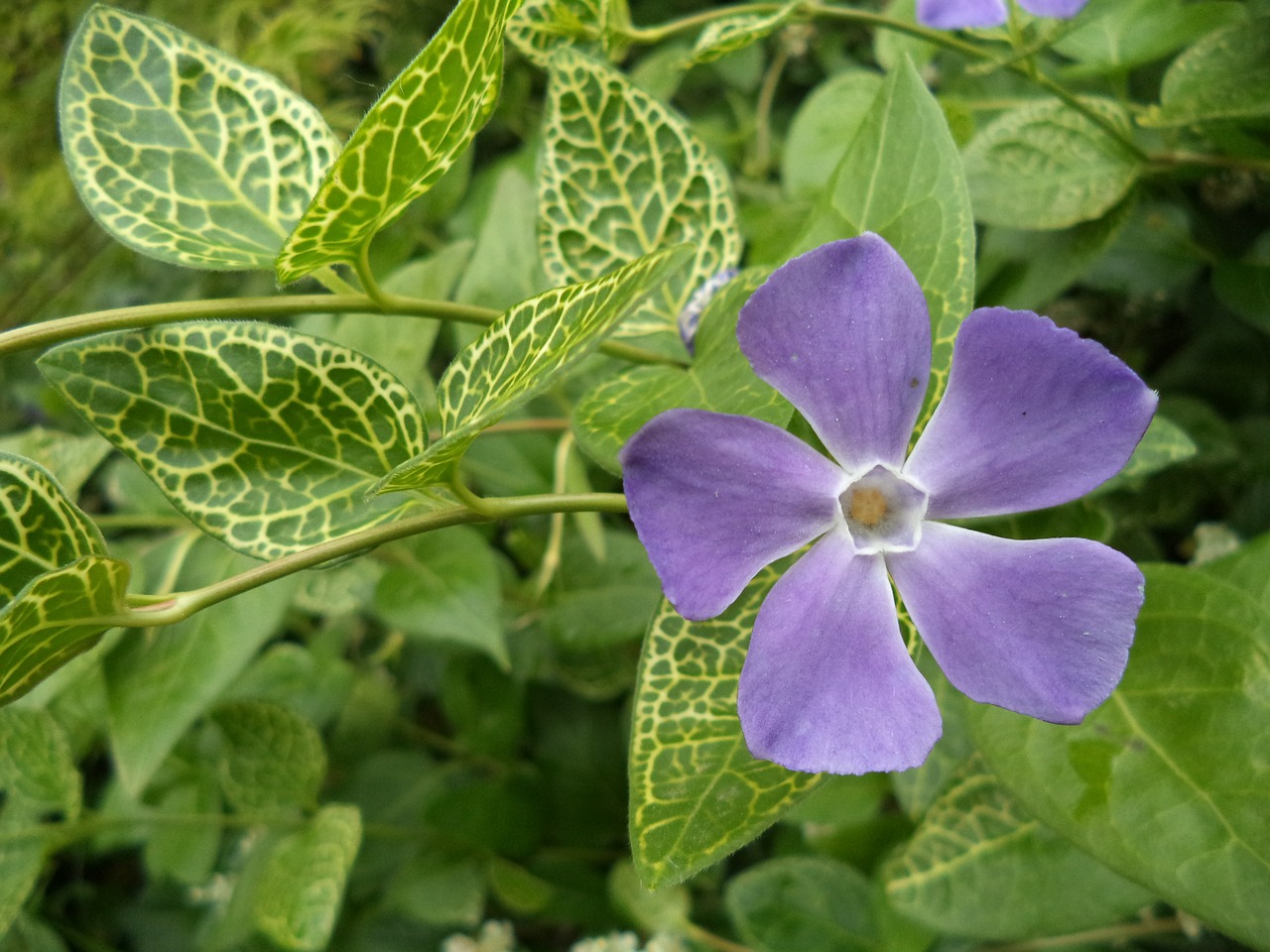 meténg flower evergreen free photo