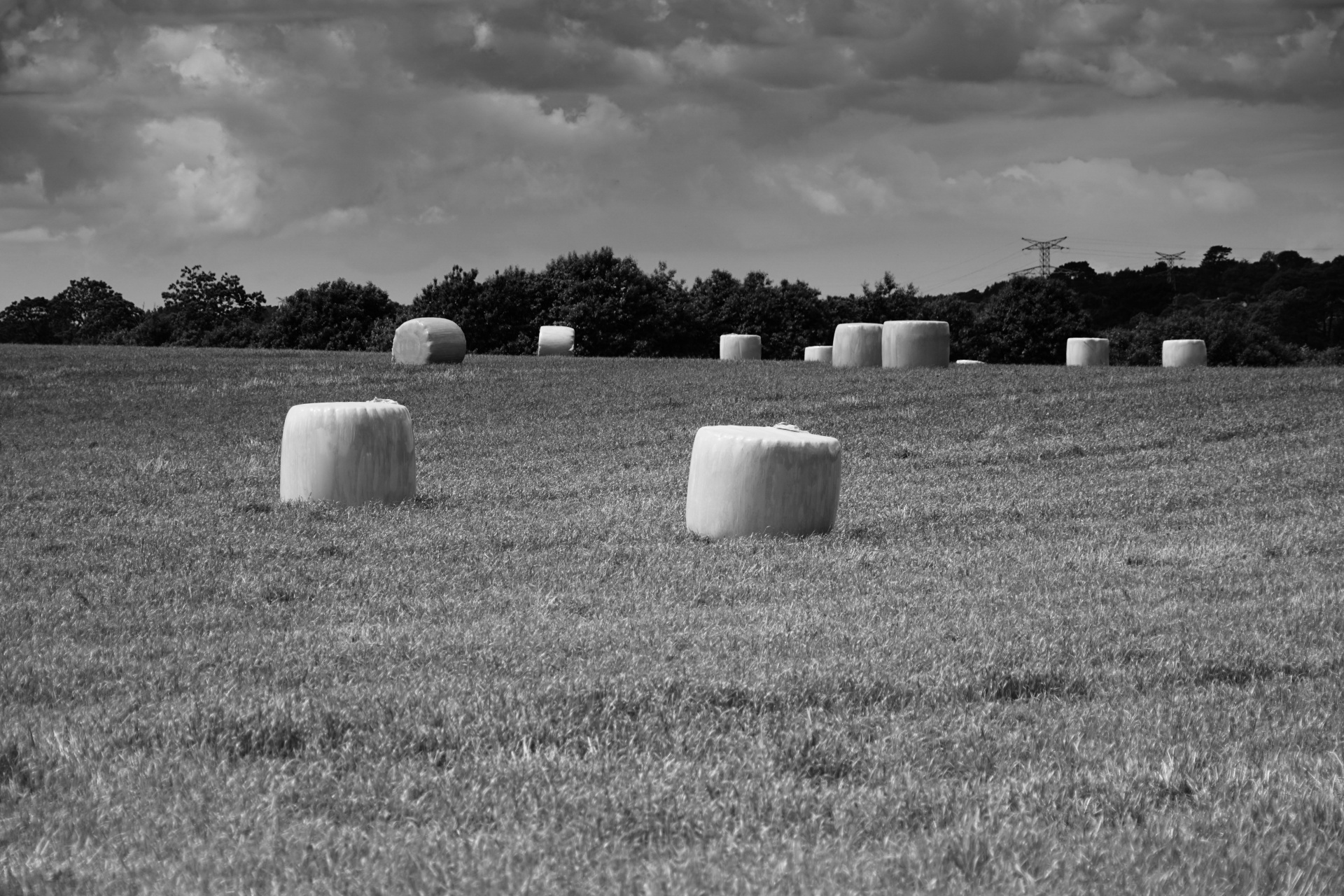 hay grass fields free photo