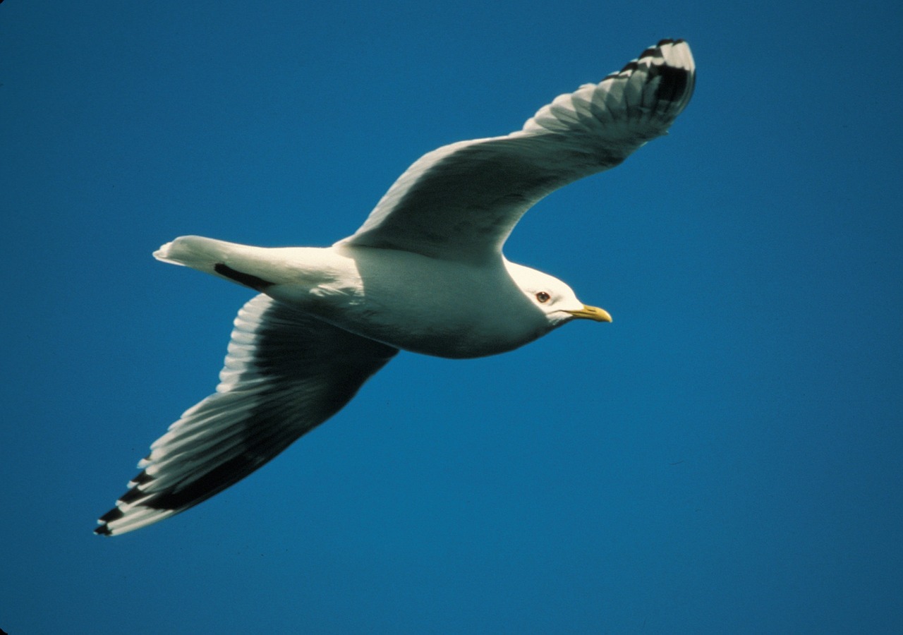 mew gull seagull flying free photo