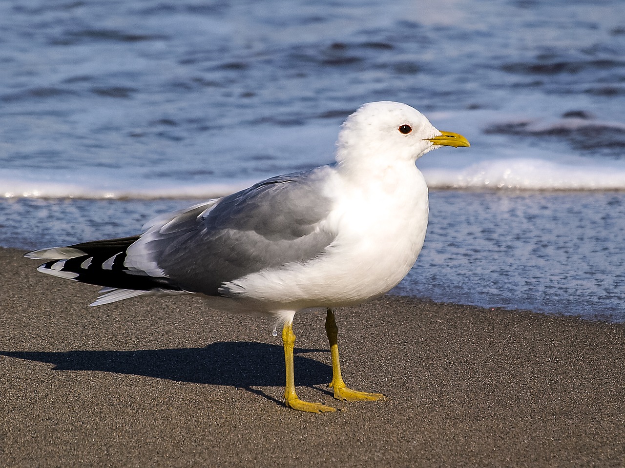 mew gull seagull bird free photo