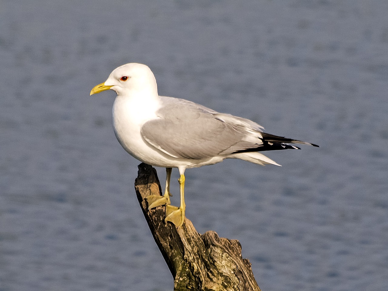 mew gull seagull bird free photo