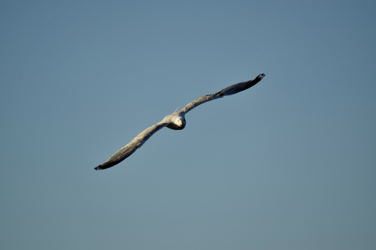 mew gull sea bird flying free photo