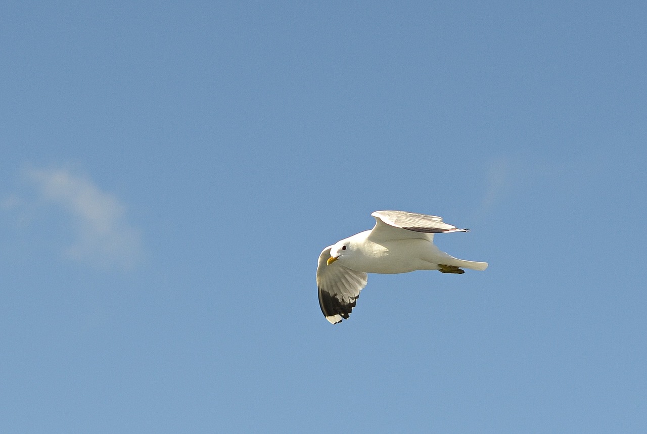 mew gull seagull flight free photo