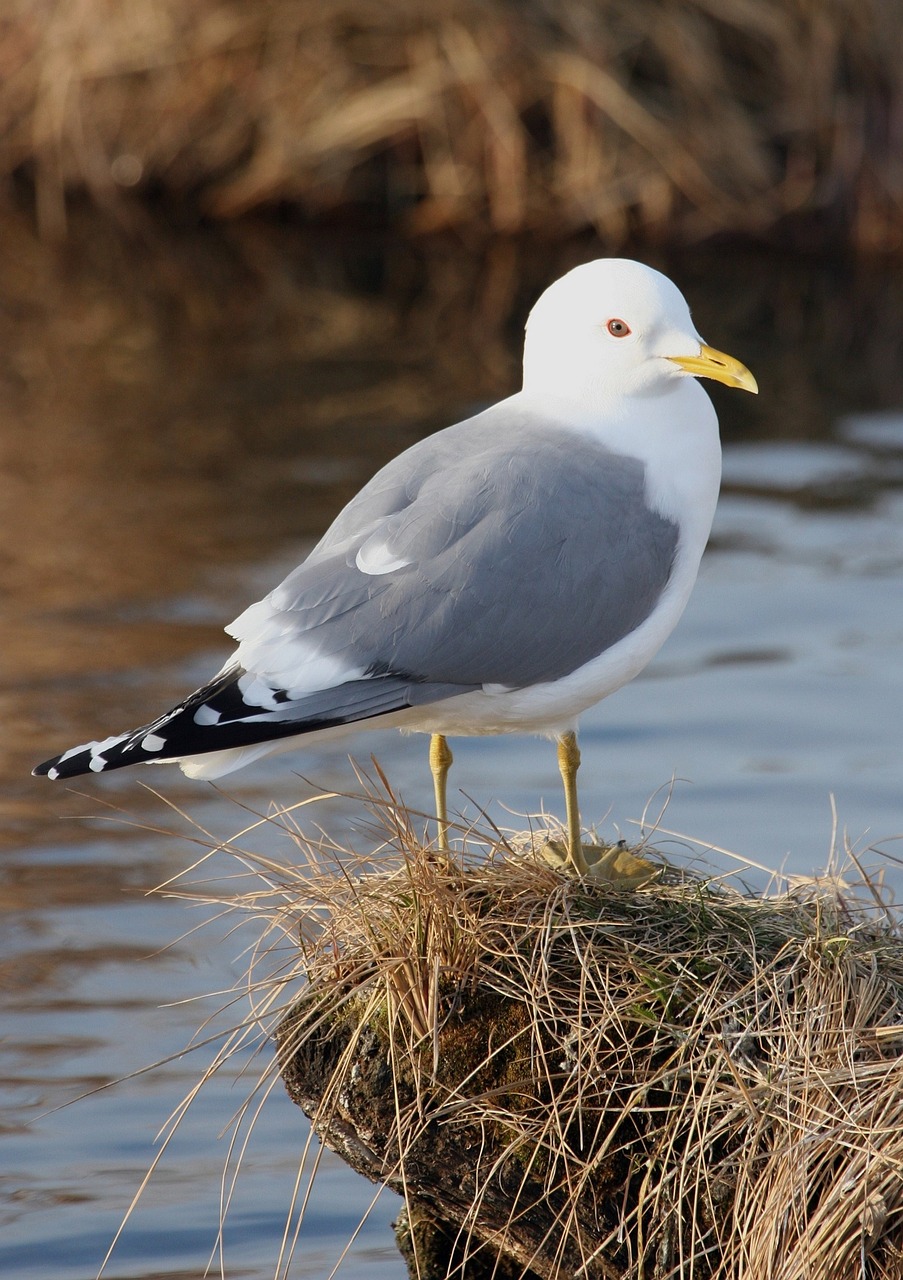 mew seagull perched bird free photo