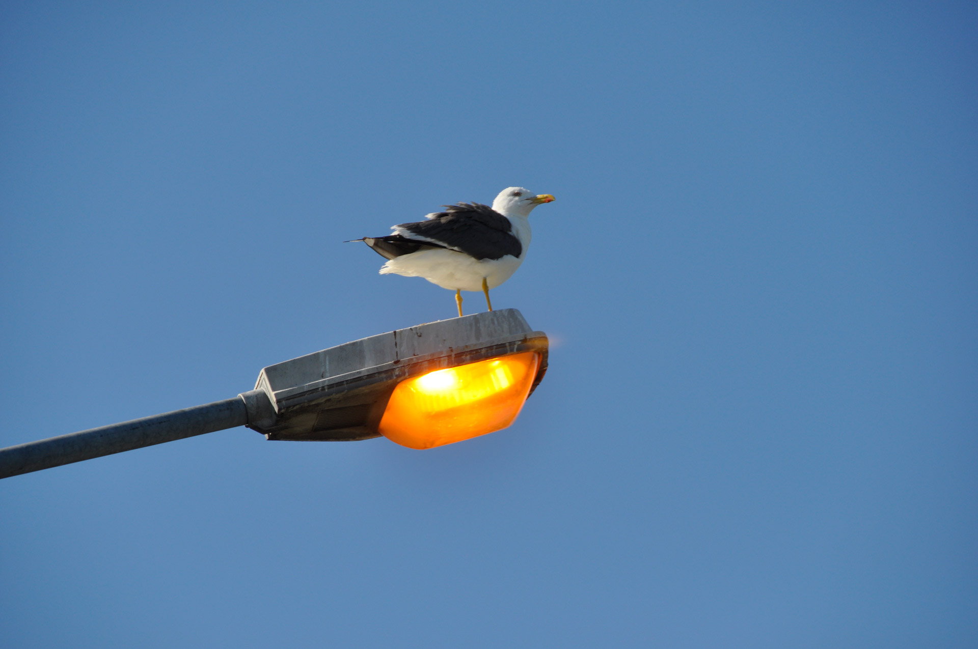 gull lantern sky free photo