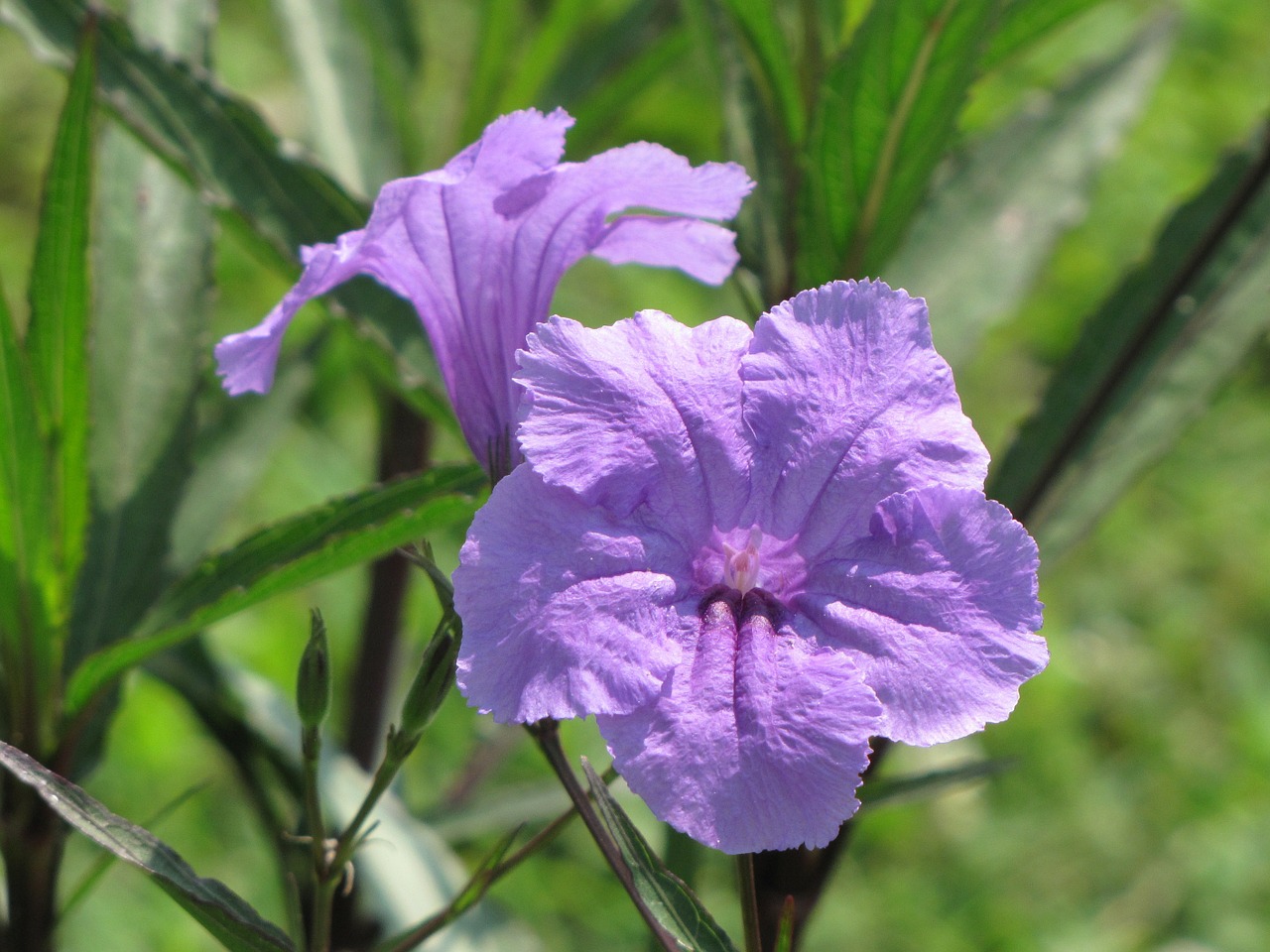 mexican petunia flowers free photo