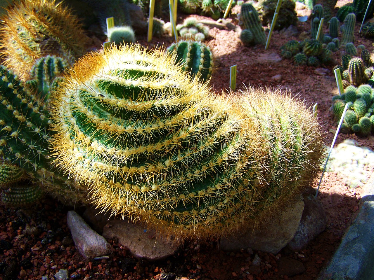 mexican cactus botanical garden pecs free photo