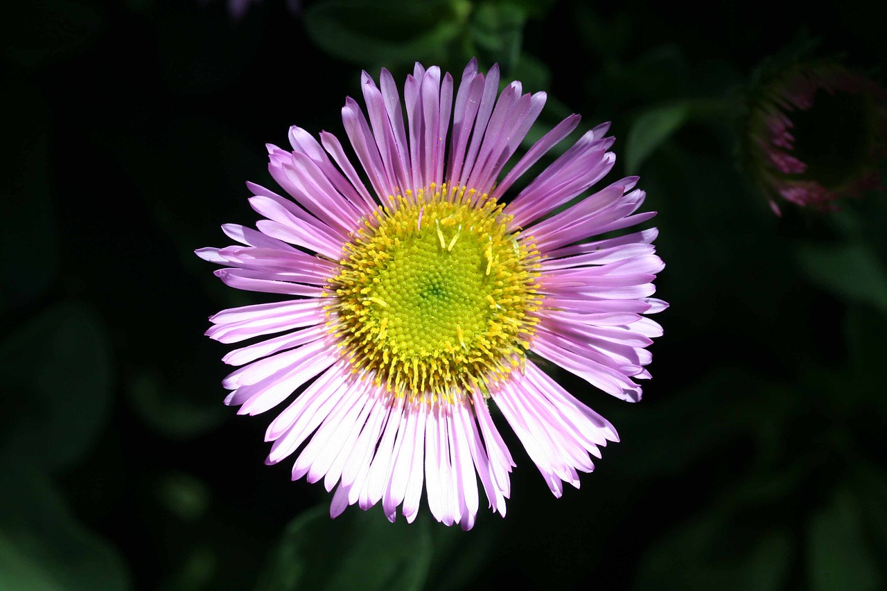 mexican daisy erigeron karvinskianus latin american fleabane free photo