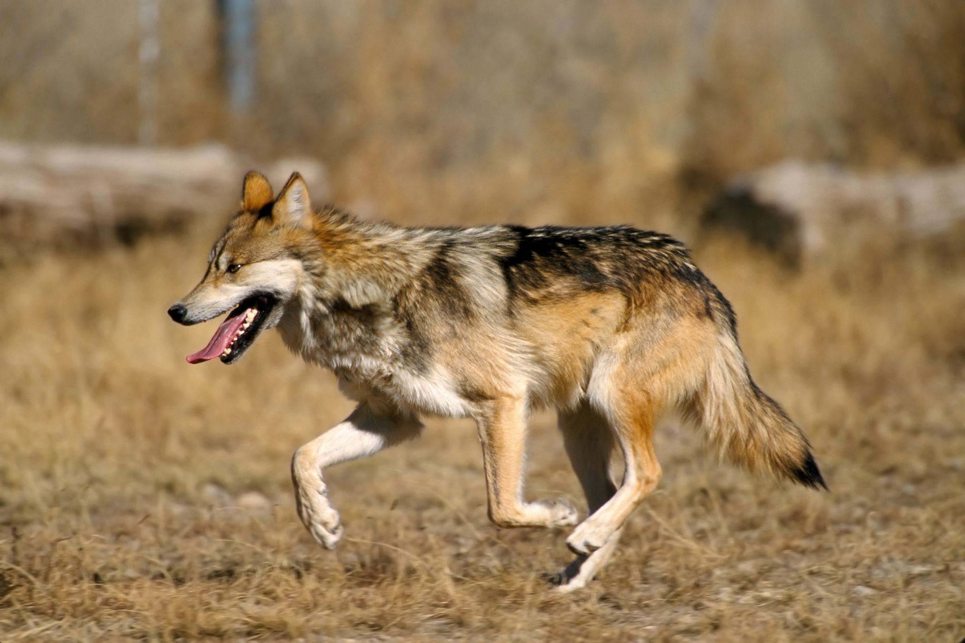 mexican gray wolf wildlife nature free photo