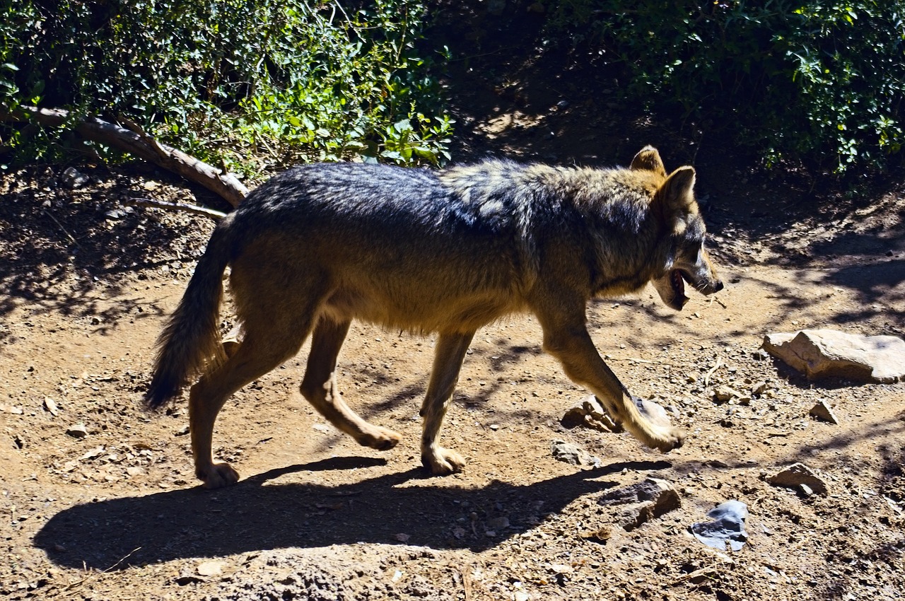 mexican grey wolf  arizona-sonora desert museum  tucson free photo