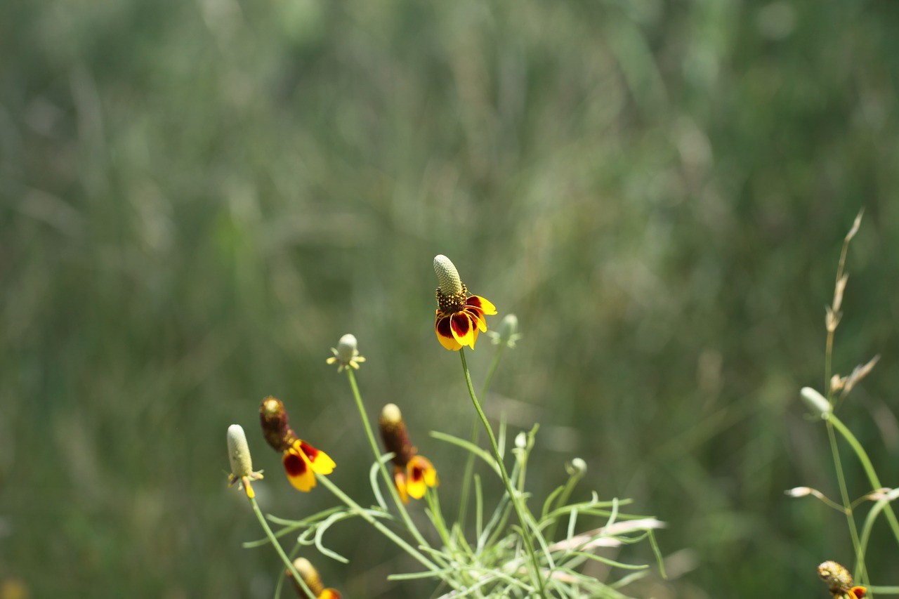 mexican hat flower red spike mexican hat prarie mexican hat free photo