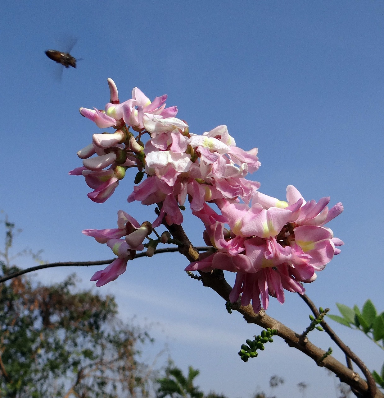 mexican lilac flower blue sky free photo